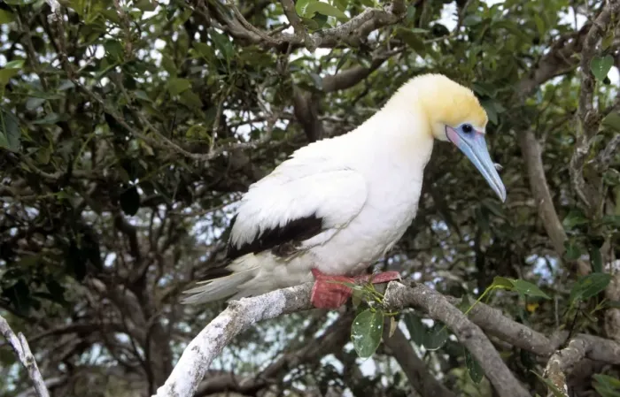 Framed Print : Red-footed Booby - Seychelles