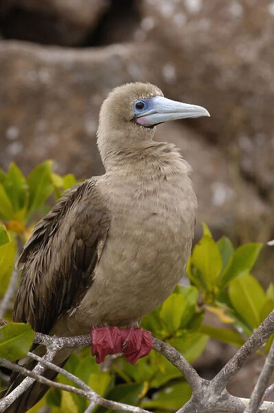 Red-footed booby (Sula sula websteri) sitting