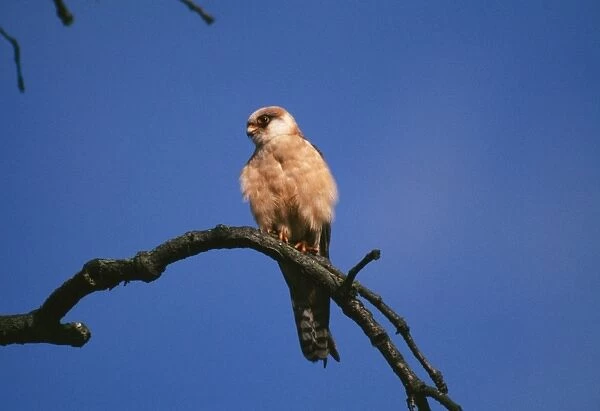 Red-footed Falcon Female