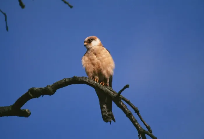 Framed Print : Red-footed Falcon Female Framed Print : Red-footed Falcon Female