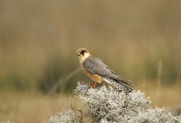Red-footed Falcon Female