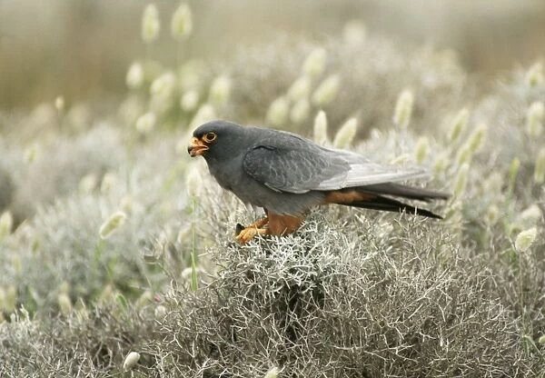 Red-footed Falcon Male
