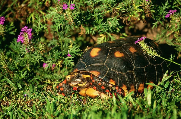 Red-footed TORTOISE - amongst grass