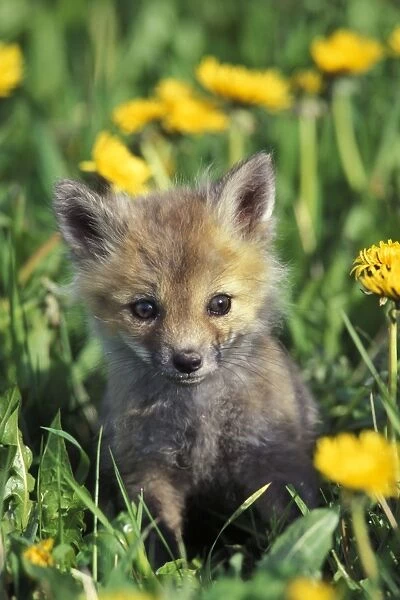 Red Fow - Pup in yellow dandelions, MF575 Game Farm, Montana, USA