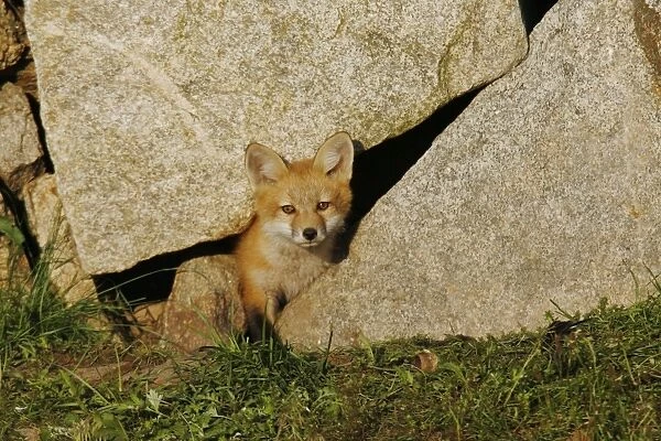 Red Fox. JZ-2315. Red Fox. USA. Vulpes vulpes