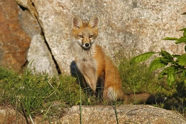 Red Fox. JZ-2320. Red Fox. USA. Vulpes vulpes