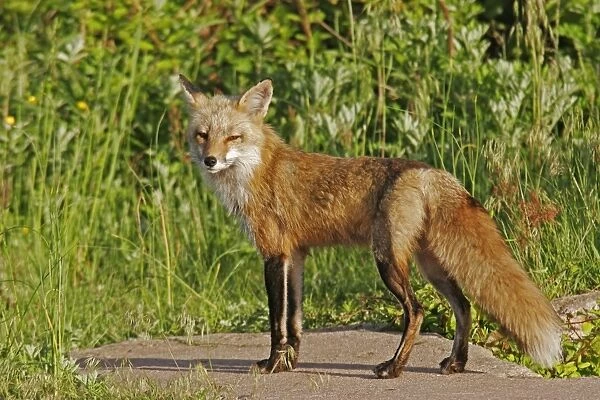 Red Fox. JZ-2322. Red Fox. Vulpes vulpes