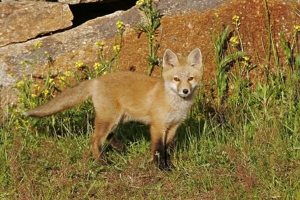 Red Fox. JZ-2323. Red Fox. Vulpes vulpes