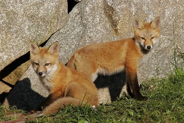 Red Fox. JZ-2325. Red Fox. Vulpes vulpes