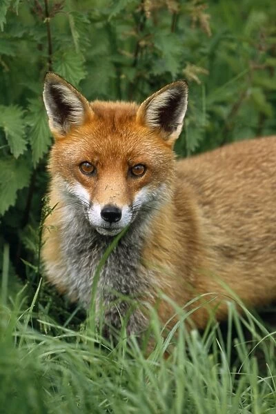 Red Fox. CK-4019. Red Fox. Vulpes vulpes
