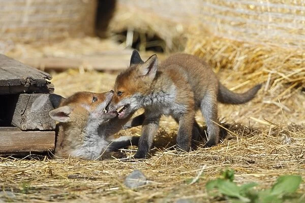 Red Fox - 2 cubs playing in open barn, Hessen, Germany