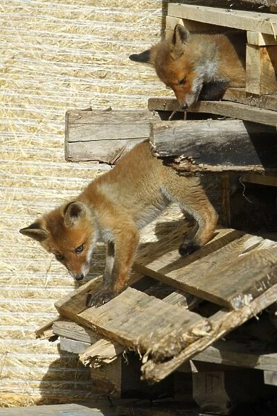 Red Fox - 2 cubs playing between pallets in open barn, Hessen, Germany