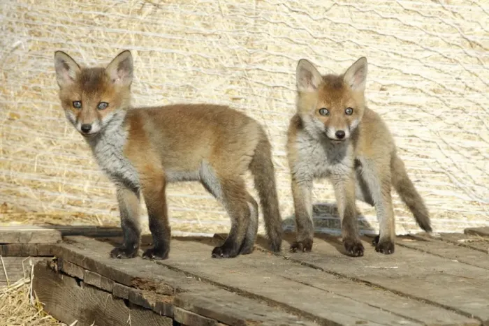 Framed Print : Red Fox - 2 cubs standing on pallet in open barn, Hessen, Germany Framed Print : Red Fox - 2 cubs standing on pallet in open barn, Hessen, Germany