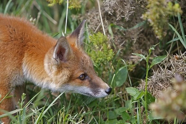 Red Fox. WAT-15995. Red Fox. Vulpes vulpes