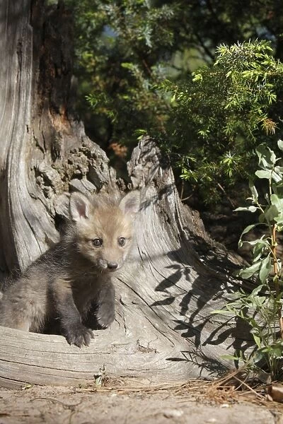 Red Fox - 5 week old cub. Montana - United States