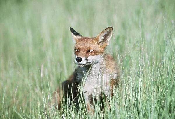 Red Fox. CK-1075. RED FOX - sitting in tall grass