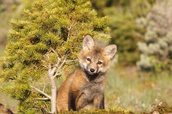 Red Fox - 7 week old cub. Montana - United States