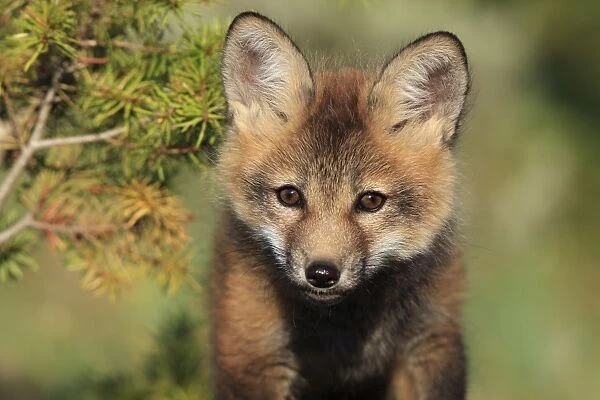 Red Fox - 7 week old cub. Montana - USA