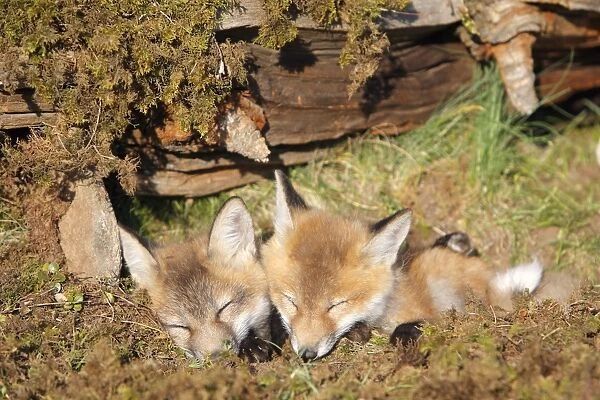 Red Fox - 7 week old cubs. Montana - United States
