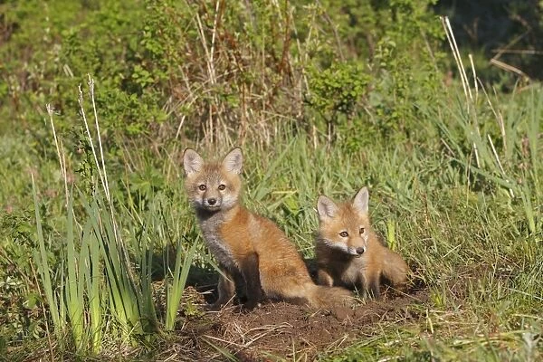 Red Fox - 7 week old cubs. Montana - USA