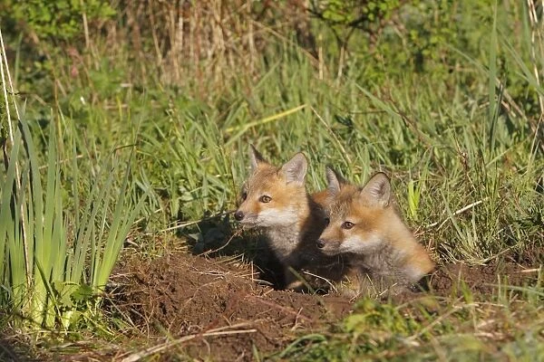 Red Fox - 7 week old cubs. Montana - USA