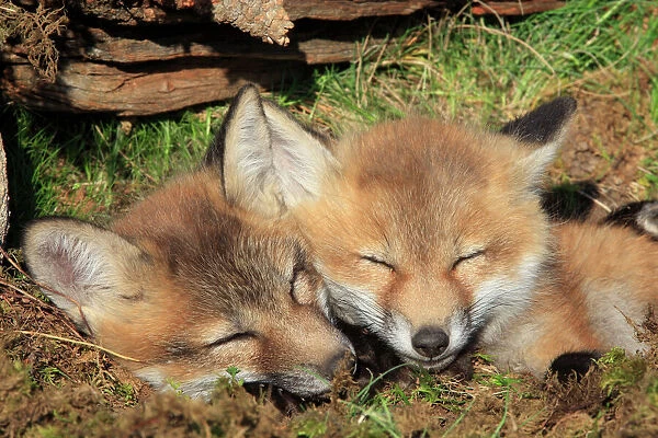 Red Fox - 7 week old cubs sleeping. Montana - USA