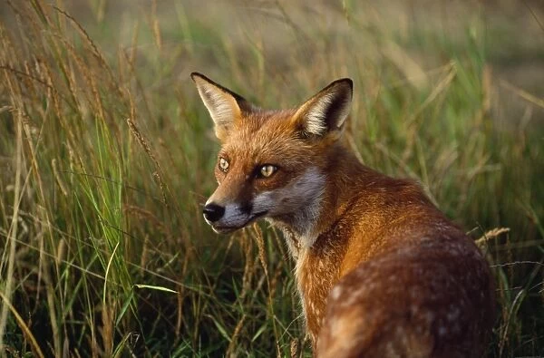 Red Fox. CK-1085. RED FOX - close-up in tall grass