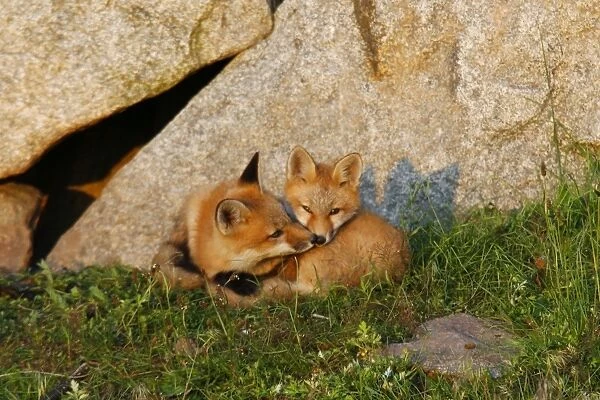 Red Fox - adult with cub