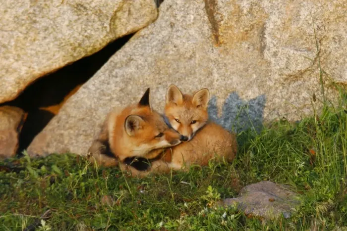 Framed Print : Red Fox - adult with cub Framed Print : Red Fox - adult with cub
