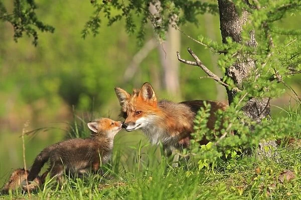 Red Fox - adult & cub. Minnesota - USA