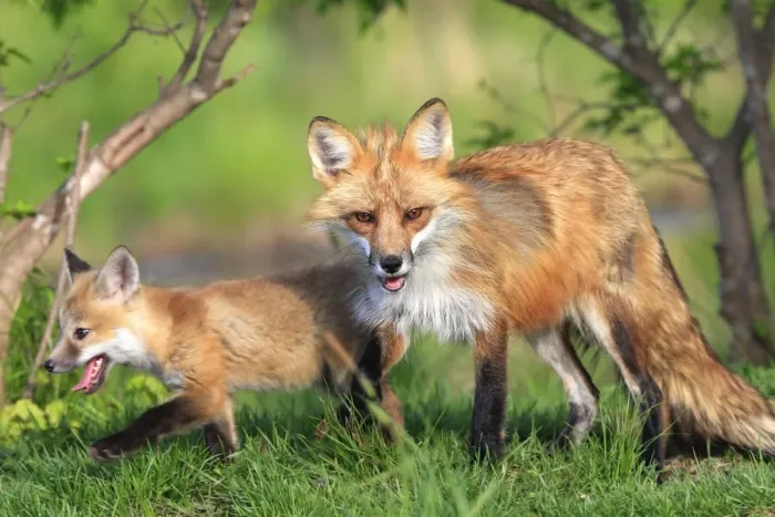 Framed Print : Red Fox - adult & cub. Minnesota - USA Framed Print : Red Fox - adult & cub. Minnesota - USA