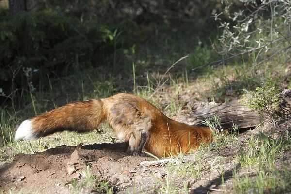 Red Fox - adult digging. Montana - United States