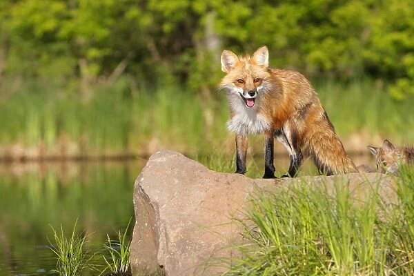 Red Fox - Adult. Minnesota - USA