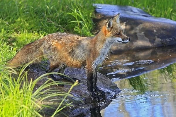 Red Fox - Adult. Minnesota - USA