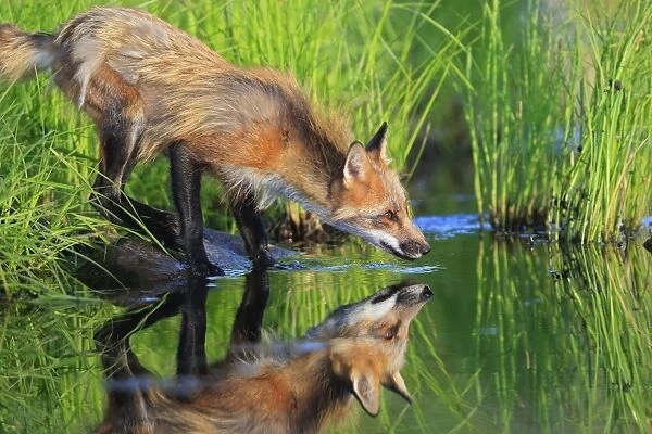 Red Fox - adult at water drinking. Minnesota - USA