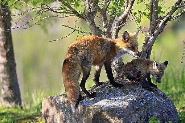 Red Fox - adult with young. Minnesota - USA