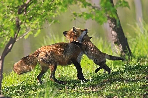 Red Fox - adult with young playing. Minnesota - USA