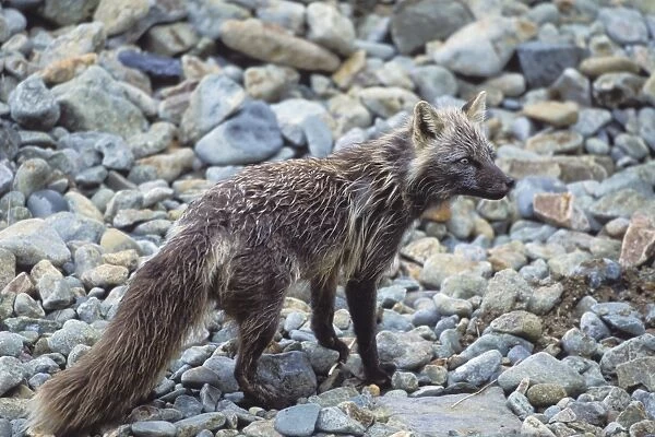 Red Fox - Amaknak Island - Alaska