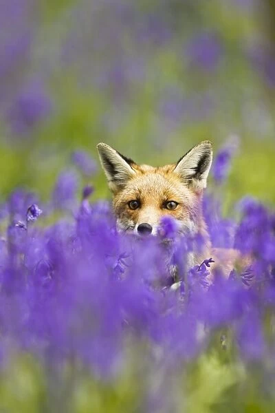 Red Fox - in Bluebells - controlled conditions 16025