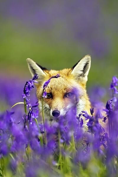 Red Fox - in Bluebells - controlled conditions 16030