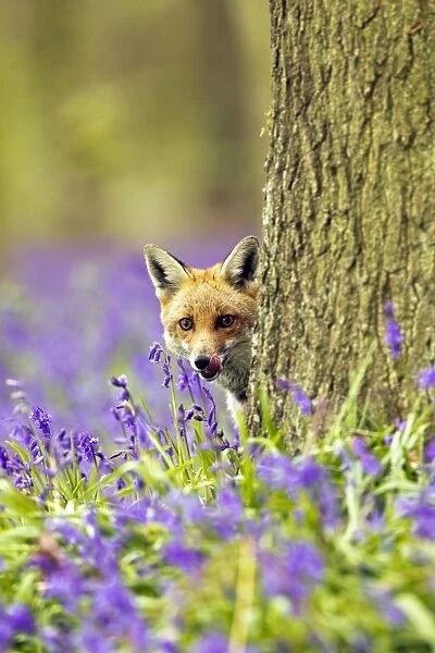 Red Fox - in Bluebells - controlled conditions 16037