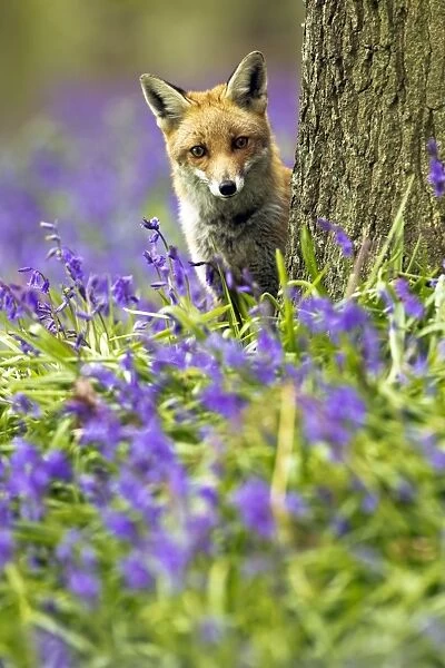 Red Fox - in Bluebells - controlled conditions 16042