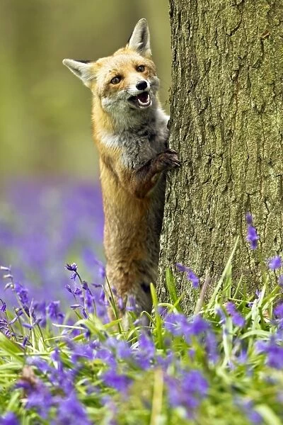Red Fox - in Bluebells - controlled conditions 16044