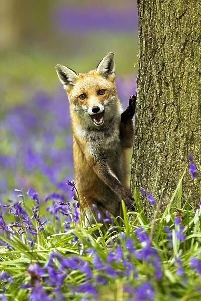 Red Fox - in Bluebells - controlled conditions 16045