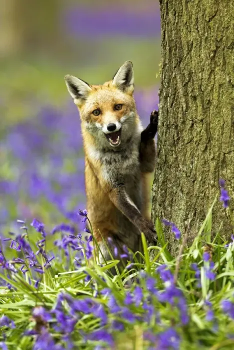 Framed Print : Red Fox - in Bluebells - controlled conditions 16045 Framed Print : Red Fox - in Bluebells - controlled conditions 16045