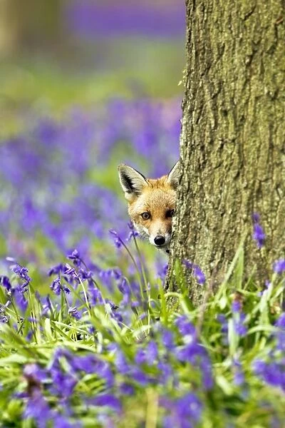 Red Fox - in Bluebells - controlled conditions 16046