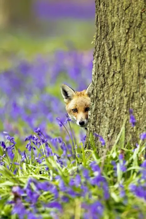Framed Print : Red Fox - in Bluebells - controlled conditions 16046