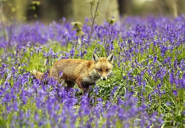 Red Fox - in Bluebells - controlled conditions 16054
