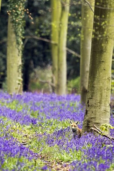 Red Fox - in Bluebells - controlled conditions 16076