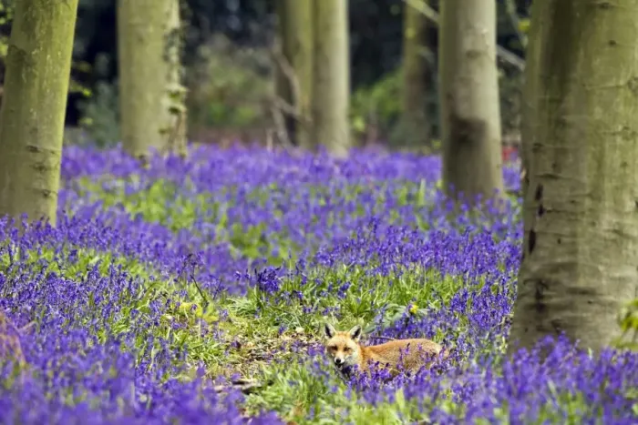 Framed Print : Red Fox - in Bluebells - controlled conditions 16082 Framed Print : Red Fox - in Bluebells - controlled conditions 16082
